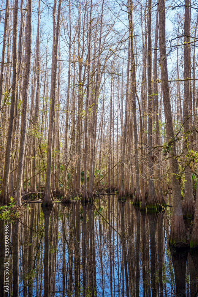 Nature scene at Highlands Hammock State Park Sebring Florida USA Nature scene at Highlands Hammock State Park Sebring Florida USA
