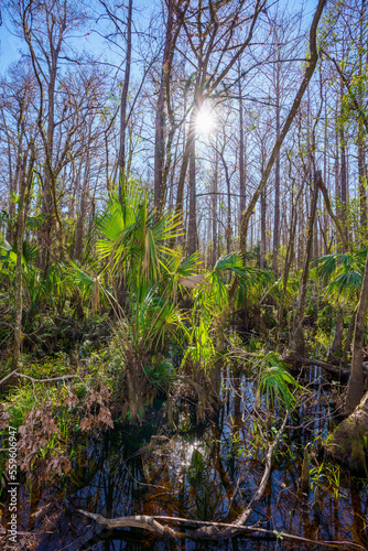 Nature scene at Highlands Hammock State Park Sebring Florida USA