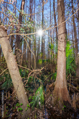 Nature scene at Highlands Hammock State Park Sebring Florida USA photo