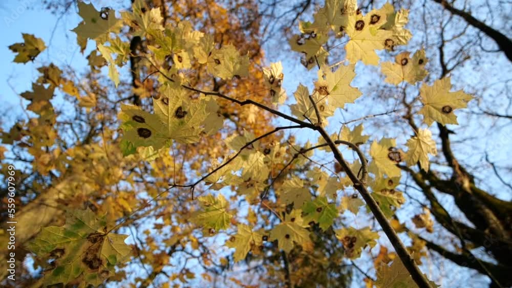 Autumn sunny wild forest in slow motion Autumn sunny wild forest in slow motion