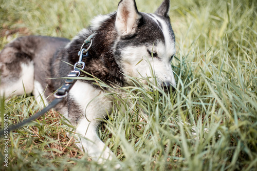 siberian husky dog