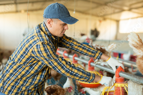 Focused male farmer worker in plaid shirt controling chicken feeding in henhouse, indoors