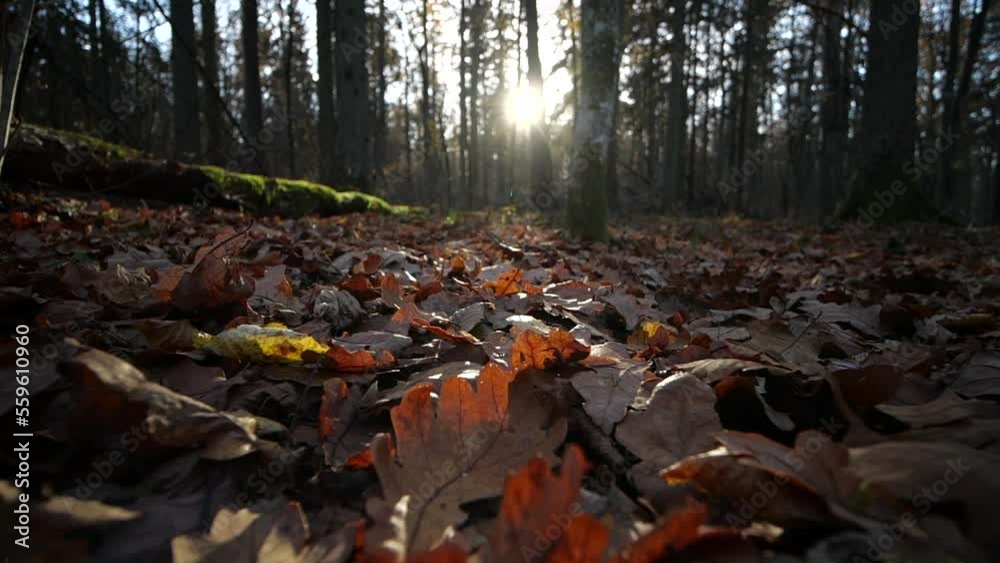 Autumn sunny wild forest in slow motion Autumn sunny wild forest in slow motion