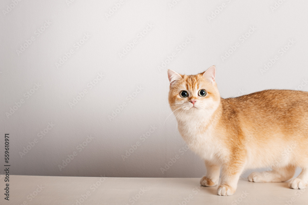 cat on white background, space for text for your design	