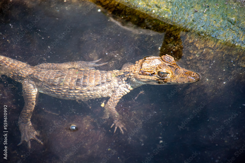Obraz premium Coveñas Colombia panoramic