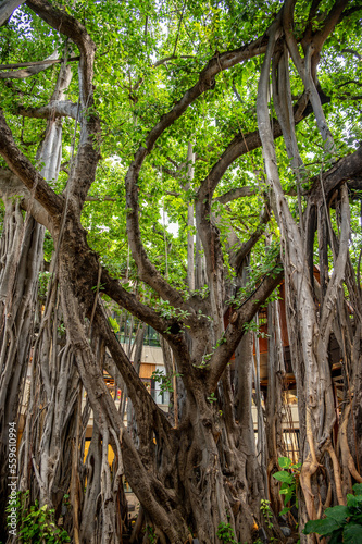 The banyan treet at the International Market Place . © Jeff Whyte