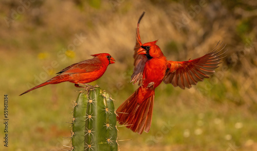 Northern Cardinals landing on cactus