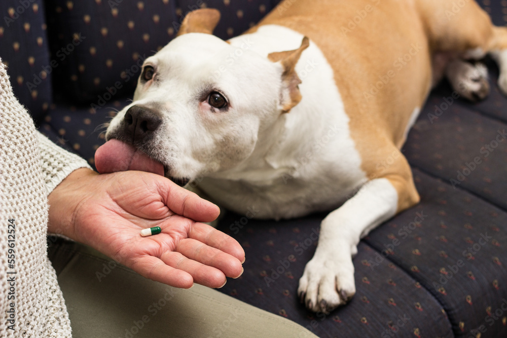 Senior woman giving medicine pill to his sick dog