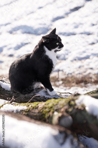 black and white cat sits on snow-covered logs. winter.