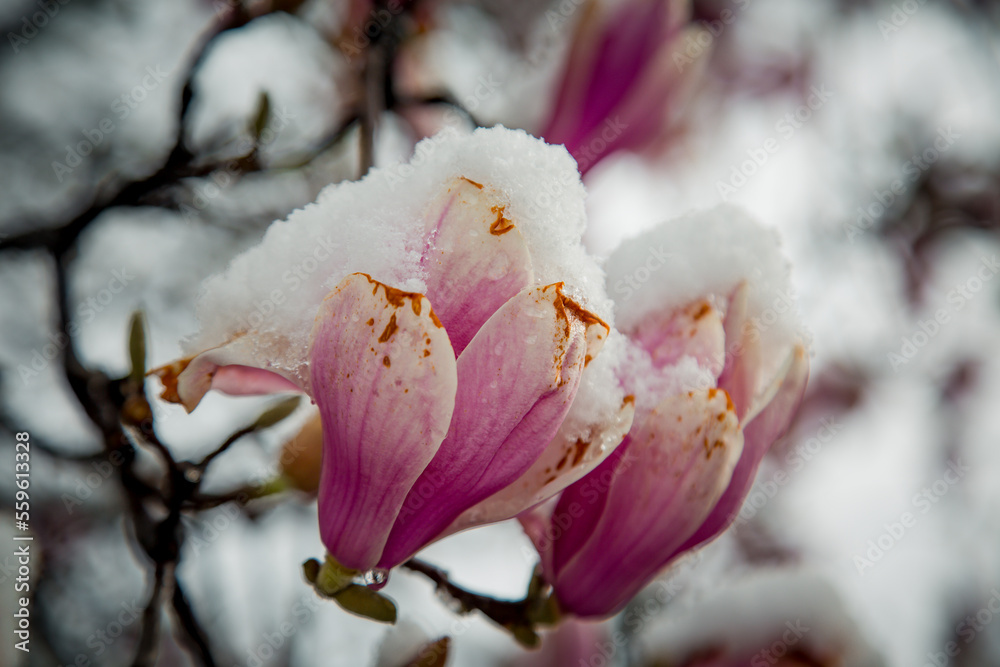 a rare flower of magnolia sulanja, under the spring snow,spoiled a rare flower of magnolia sulanja, under the spring snow,spoiled