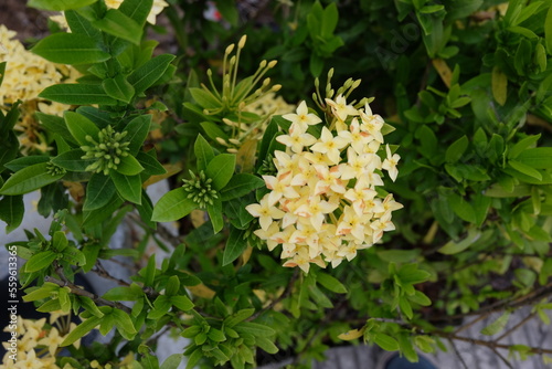 Yellow asoka flowers that thrive.