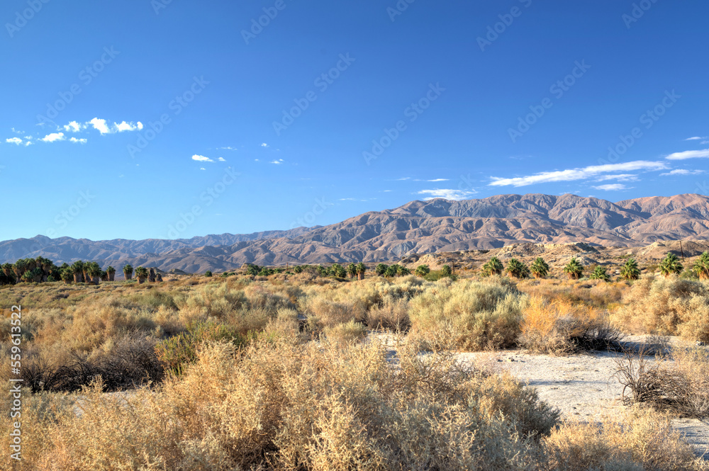 Coachella Valley Nature Preserve: A Nature and Oasis Hike. Fauna outside the oasis.