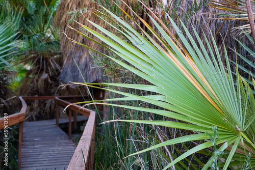 Coachella Valley Nature Preserve: A Nature and Oasis Hike