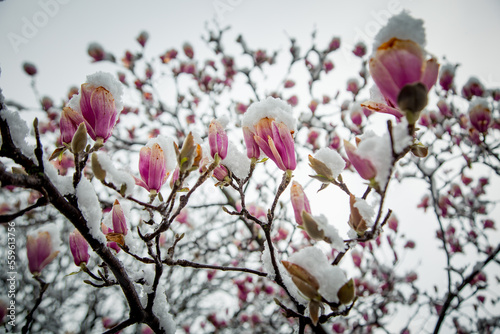 a rare flower of magnolia sulanja  under the spring snow spoiled