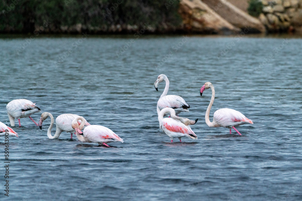 Fototapeta premium Group of flamingo's swimming algarve Portugal