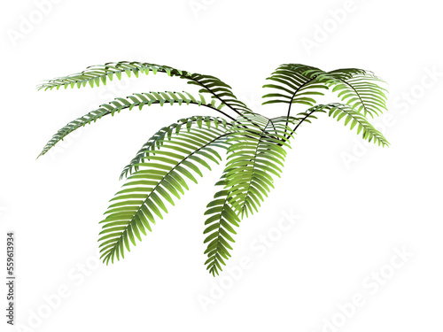 Hd fern on transparent background, 3d rendering