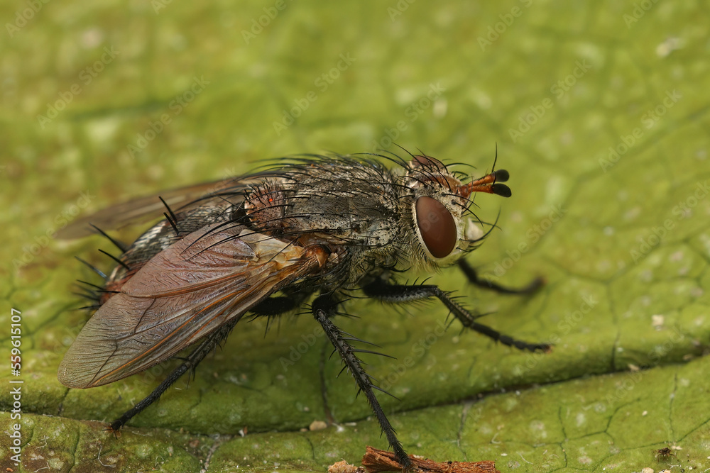 Close up of a rare tachinid fly, Peleteria iavana on green leaf Close up of a rare tachinid fly, Peleteria iavana on green leaf