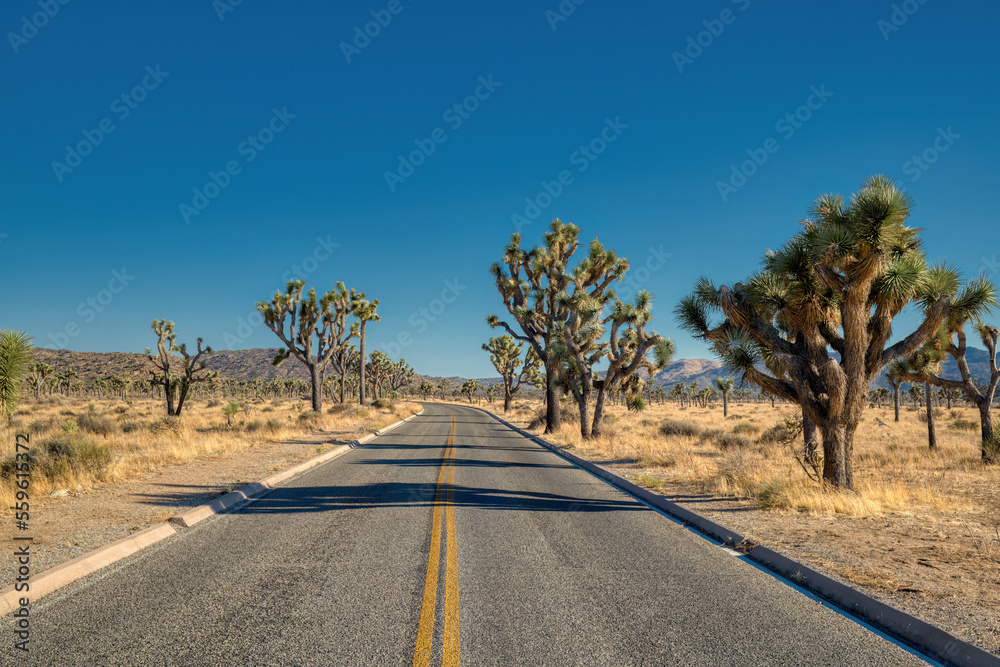 Desert road in the Joshua Tree National Park