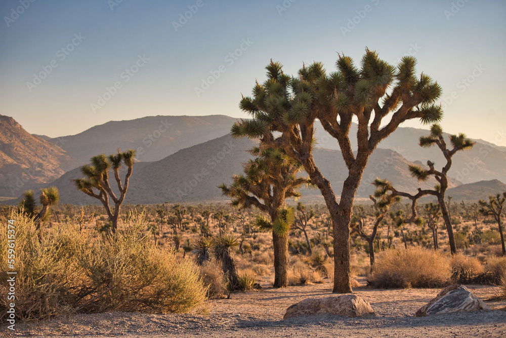Joshua Trees in National Park