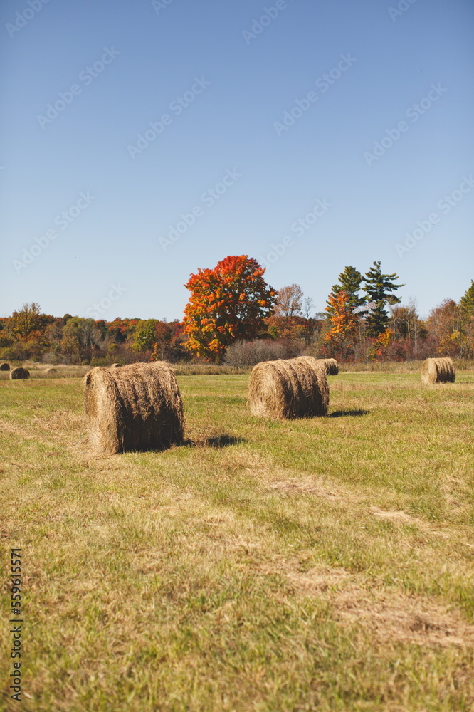 Hay bales in a hayfield in Ontario, Canada.