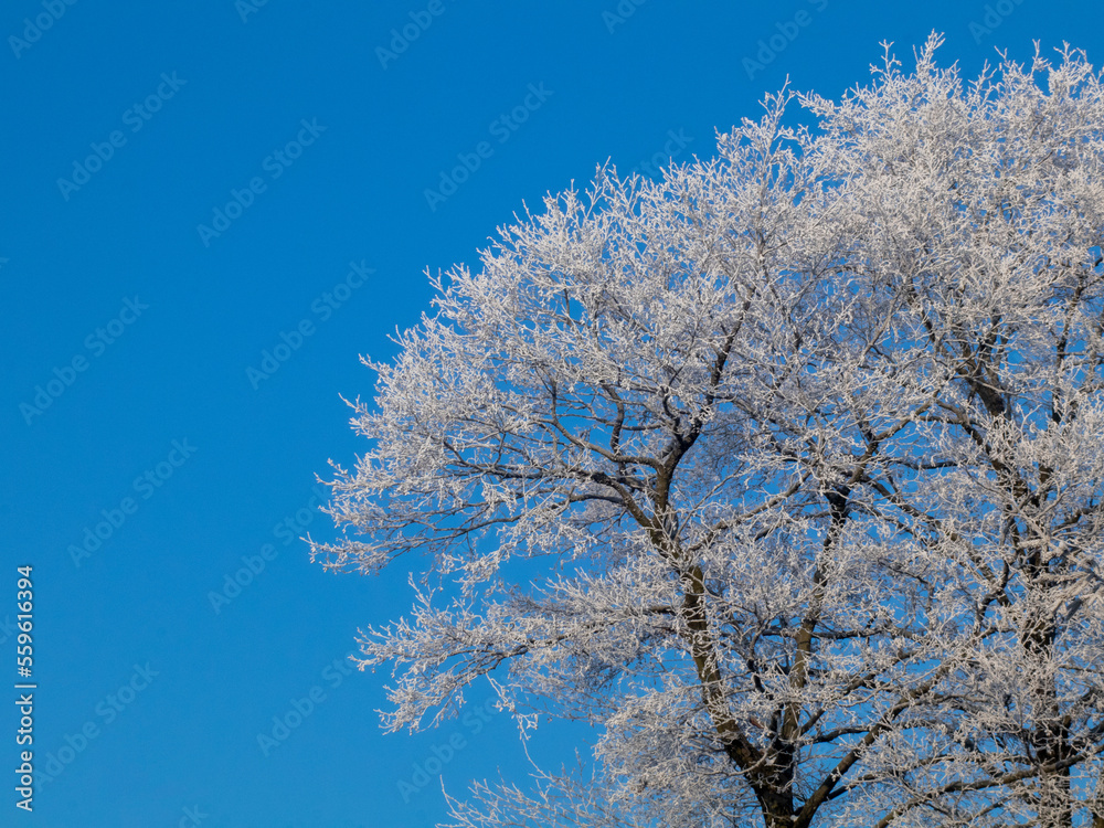 Winter landscape snow on trees Winter landscape snow on trees