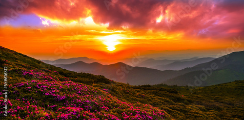 Obraz na plátně blooming pink rhododendron flowers, amazing panoramic nature scenery