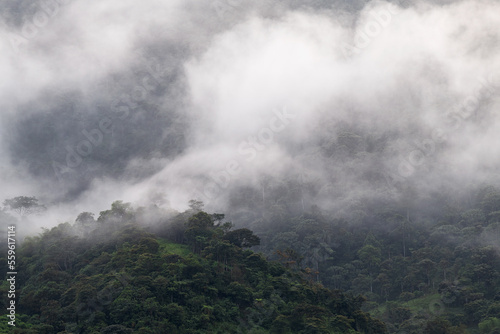 Mindo cloud forest in mist and fog, Quito region, Ecuador.