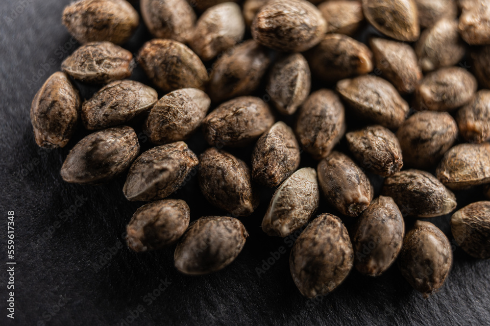 seeds cannabis seeds cannabis
