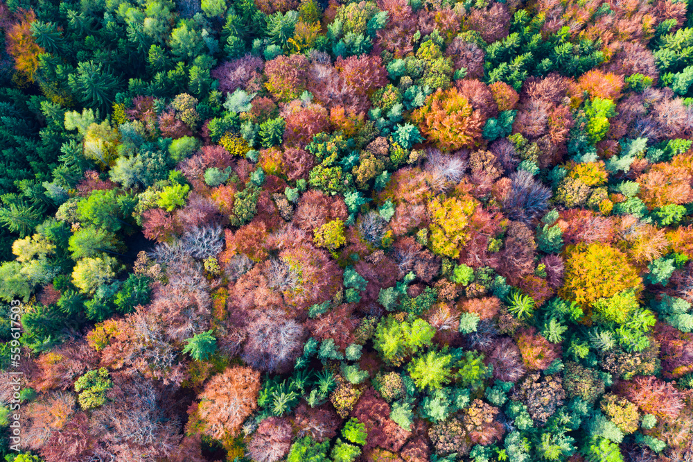 View from the heights of the colorful autumn forest. High quality photo