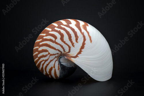 Tiger Nautilus Shell - Living Fossil