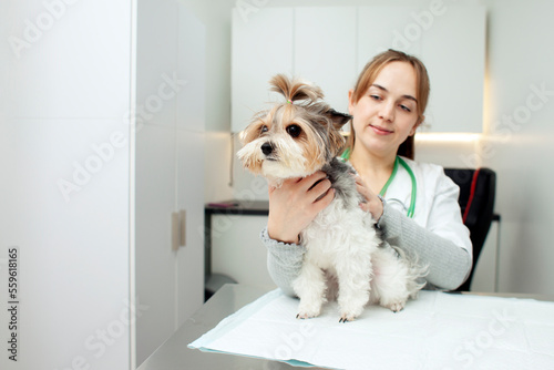 Biewer York dog breed sits on a table in a veterinary clinic for an examination, veterinarian examines a dog