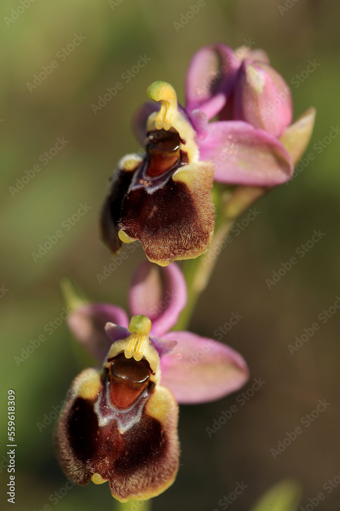Saw-fly Orchid (Ophrys tenthredinifera) on xerothermic grassland in Crete