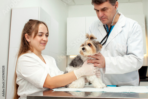 doctors veterinarians examine a biewer york dog in a veterinary clinic, a veterinarian doctor and a nurse girl