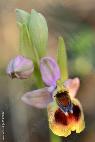 Saw-fly Orchid (Ophrys tenthredinifera) on xerothermic grassland in Crete