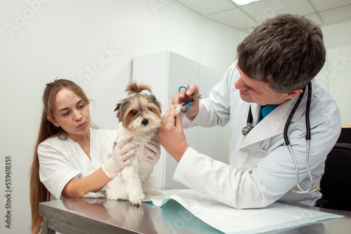 Fototapeta Naklejka Na Ścianę i Meble -  biewer york dog on examination in a veterinary clinic, a veterinarian doctor and a nurse girl cut the claws of a pet
