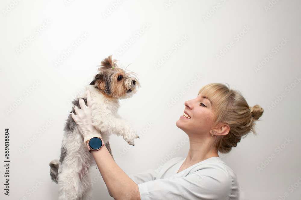 young girl veterinarian in uniform holds a biewer york dog in her arms and smiles in veterinary clinic young girl veterinarian in uniform holds a biewer york dog in her arms and smiles in veterinary clinic