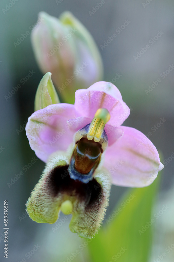 Saw-fly Orchid (Ophrys tenthredinifera) on xerothermic grassland in Crete
