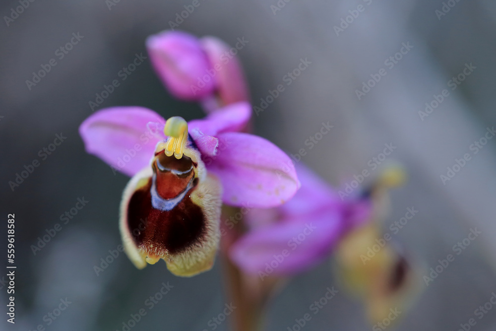Saw-fly Orchid (Ophrys tenthredinifera) on xerothermic grassland in Crete