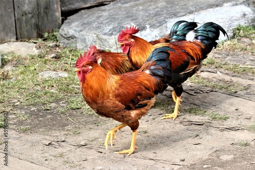 A group of cocks out for a walk in the moutain village of Kothe in the Makalu-Burun sanctuary, Nepal, 2018
 photo