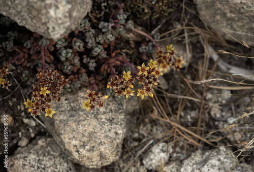 Stonecrop Flowers Pop Out From Under Granite Boulders