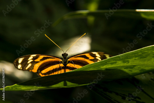 An Isabella butterfly (Eueides isabella) rests on leaf at the Niagara Butterfly Conservatory in Niagara Falls, Ontario, Canada. photo