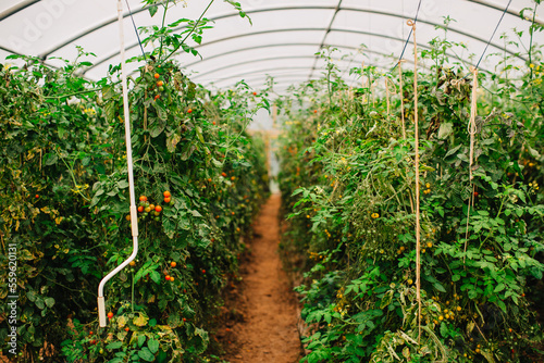 organic vine tomato crop ready to harvest in polytunnel  photo