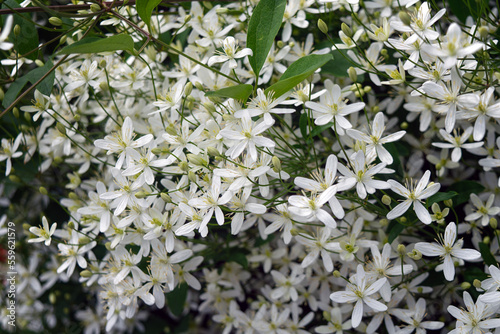 Beautiful of Clematis armandii Apple blossom white spring flowers with green leaves and nature background in sunshine day and sun reflection ,good weather at spring or summer season.