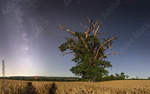 A solitary oak tree in a field of wheat at night with the milky way above and a shooting star