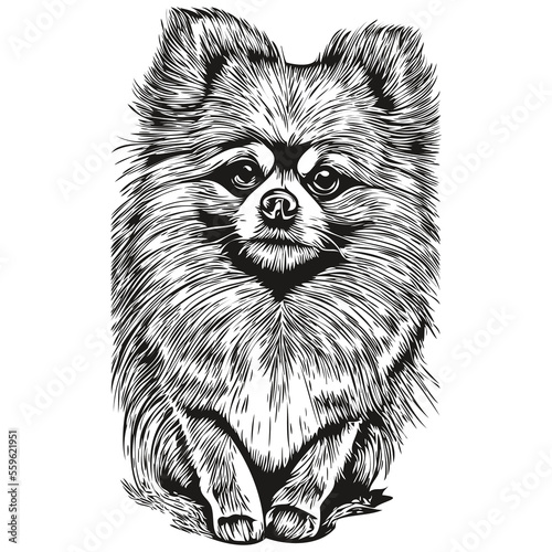 Pomeranian spitz dog hand drawn vector line art drawing black and white logo pets illustration