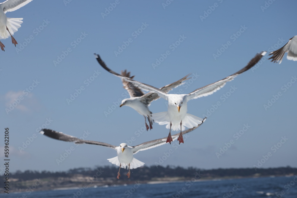 seagull in flight seagull in flight
