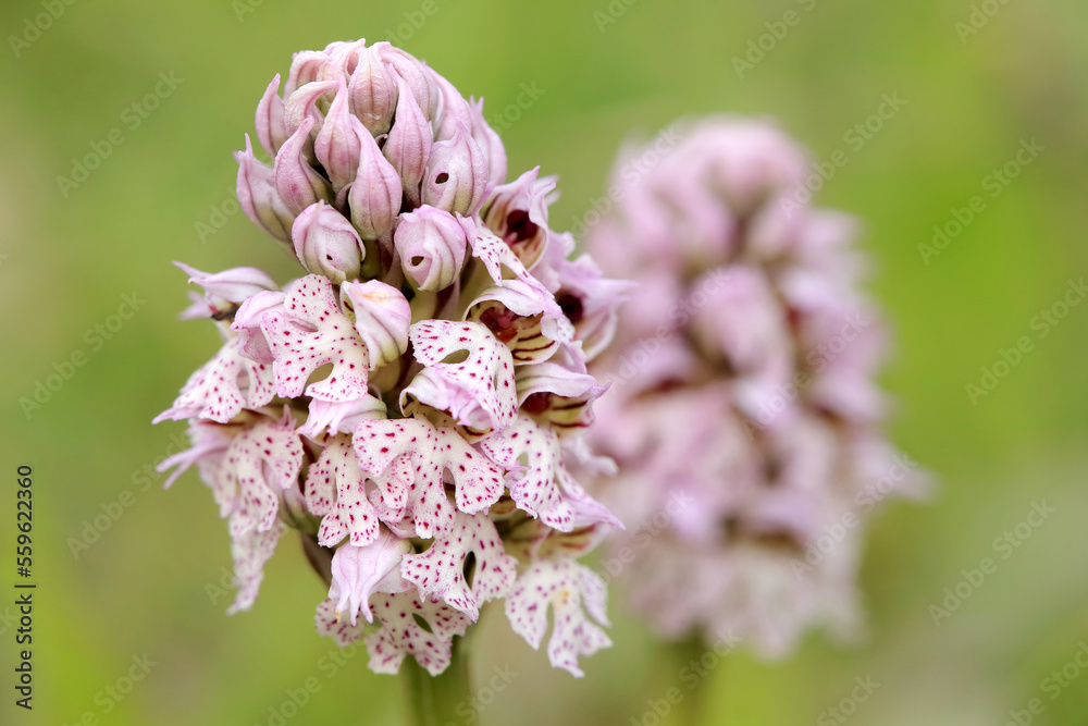 The milky orchid (Neotinea lactea) on the xerothermic grassland in Crete