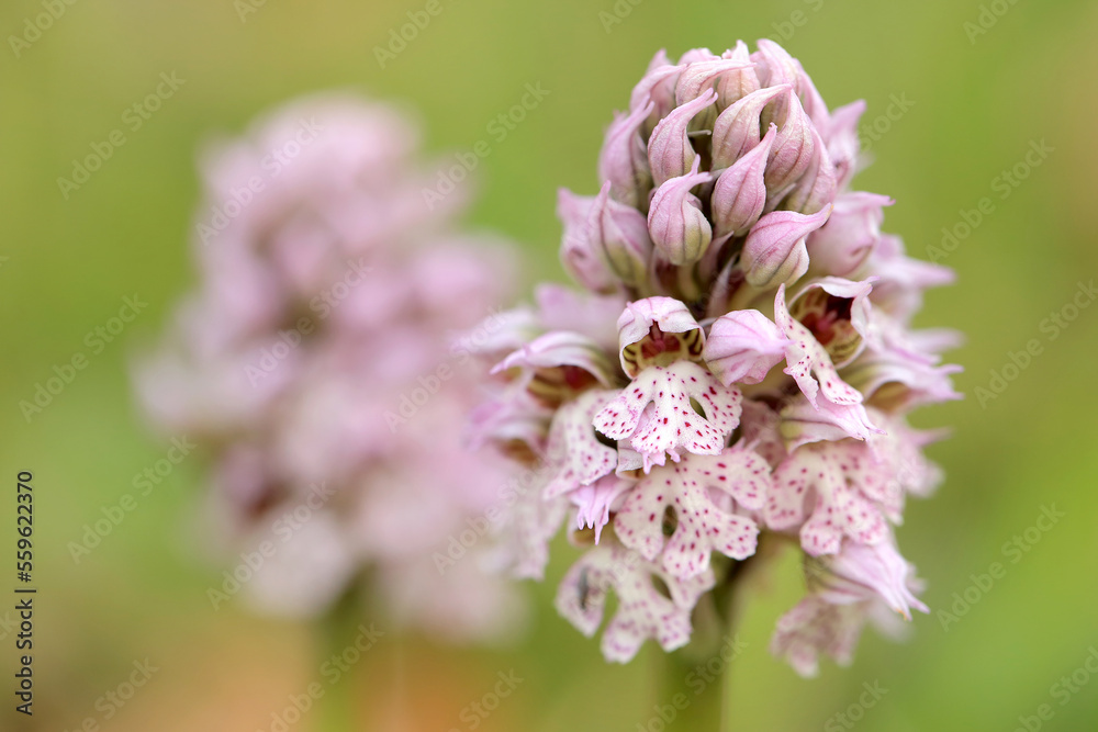 The milky orchid (Neotinea lactea) on the xerothermic grassland in Crete The milky orchid (Neotinea lactea) on the xerothermic grassland in Crete