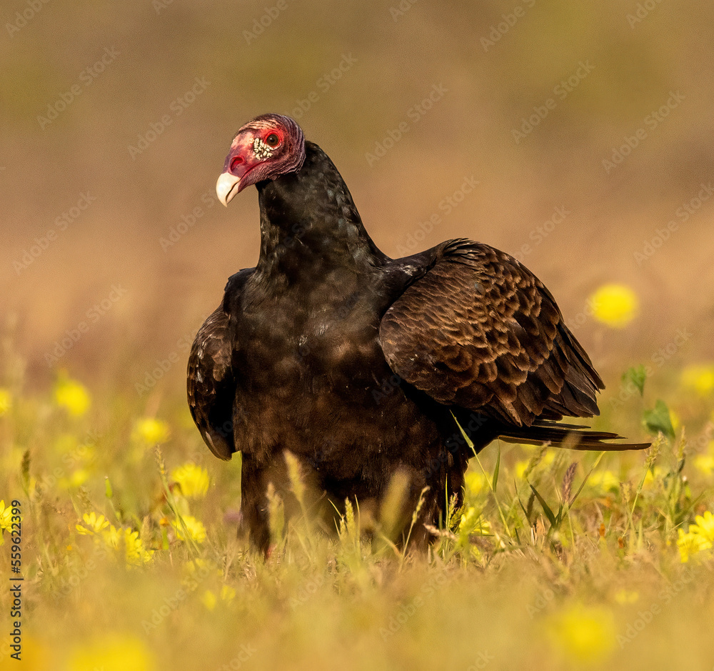 Turkey Vulture on ground Turkey Vulture on ground