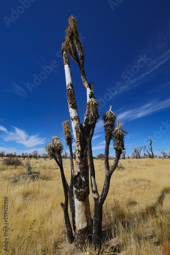 Mojave National Preserve California © Taha
